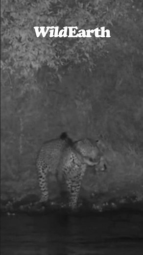Whoa! Watch how this leopard catches a fish!