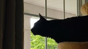 72 reactions · 6 comments | Talking to the birdies on the porch. They are working hard to make a nest on the column. | Max and Simba Senior Kitties | Facebook