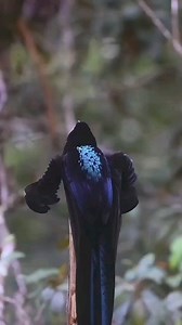 Beautiful Bird of paradise! #blacksicklebill #beautifulbird | Evangelist Mimi