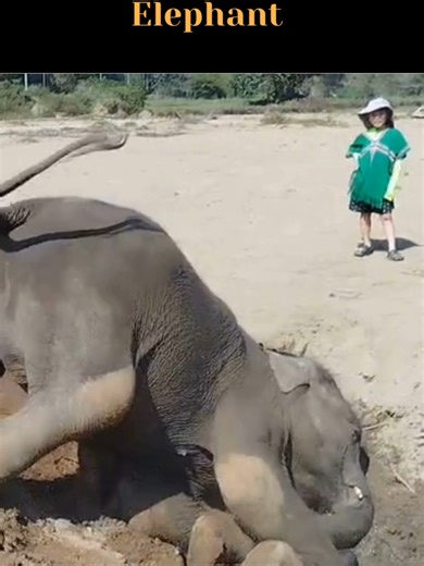 Meet the Cutest Elephant at Elephant Freedom Project