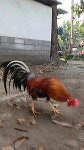 The golden boy. #fvreels #fbreelsfypシ゚ #gamefowl #gamefowlbreeder #goodvibes | Dlm Showfowl