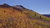 Fall Colors at Sage Hen Summit in Mono County, California - Aerial...