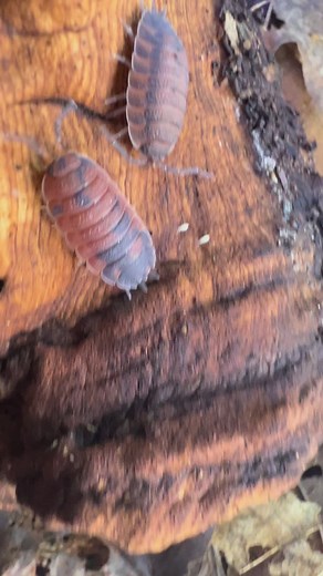 Porcellio Scaber “Lava” 🌋 #love #bugs #cute #insects #animals #hobby #isopods #wildlife #macro #nature #pets #petsofinstagram #petstagram #animallover | AntScapes