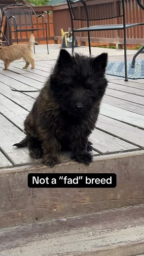 Cairn Terriers: Beyond the Fad of Toto from Oz