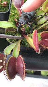 2.7K views · 13 reactions | #pitcherplant #carnivorousplant #nepenthes #salviahotlips #salvia #tropicalplants #bluebandedbee #bees #flowersforbees #s | Carnivorous Plants | Facebook