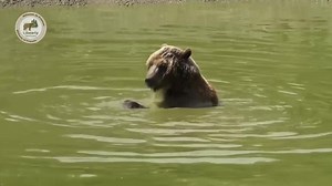 171K views · 1.6K reactions | ☀️Când sanctuarul AMP Libearty este...