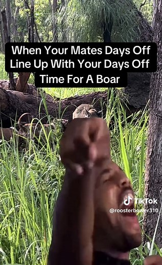 Boar Hunting with Pigging Dogs in Australia