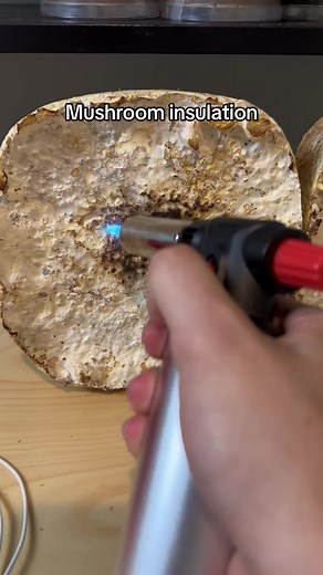 Southernspore on TikTok