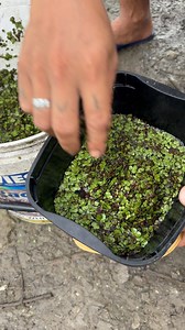10K views · 39 reactions | Sino dito ang gustong magstart ng duckweed farming? #DuckweedFarming #AquaticPlants #BackyardFarming #JPFam #JPeeps #JPFarm | JP Fam | Facebook