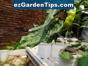 Apa Penyebab Daun Tomat Melengkung? 🌱 Tips Tukang Kebun - Id.ezGardenTips.com
