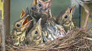 Adult female thrush takes out faeces from anus of chick with its beak to keep the nest clean.