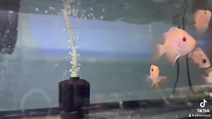 "Meet the captivating Red Devil Cichlid (Amphilophus labiatus), a mesmerizing freshwater fish originating from Central America. Its fiery red hue and intricate patterns are a testament to the wonders of nature's palette. Known for their intelligence and territorial behavior, these aquatic charmers bring both beauty and intrigue to any aquarium." | Pet Zone Tropical Fish, San Diego, California | Facebook