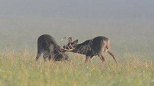 Two Whitetail Deer Bucks Sparring Fighting Stock Footage Video (100% Royalty-free) 1643560 | Shutterstock