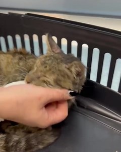 Can you believe an adult cat weighs ONLY 1.2 Kilograms! This is how we found Lori 😢 Lori was spotted shivering at the entrance of a business building seeking refuge from the freezing cold. She looked very frail and so a kind staff member, who couldn’t bear to see her suffer, reported her to Animals Lebanon where she was then rushed to the vet. Sadly Lori is suffering from so many issues 😞; diarrhea, anemia, fungus, patches on skin, severely rotten teeth and is full of worms and fleas! Treatmen