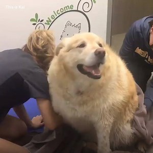 1.1M views · 17K reactions | Ce jeune labrador de 80 kilos va perdre la moitié de son poids ! | Demotivateur | Facebook