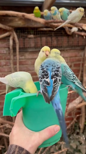 18 reactions | Budgie ｜ Bird Sounds ｜ Aviary Birds #birds #nature #viral #naturephotography #birdphotography #fyp #wildlife #wildbirds #birdsong #birdlovers #reelsviral | Beautiful Birds | Facebook