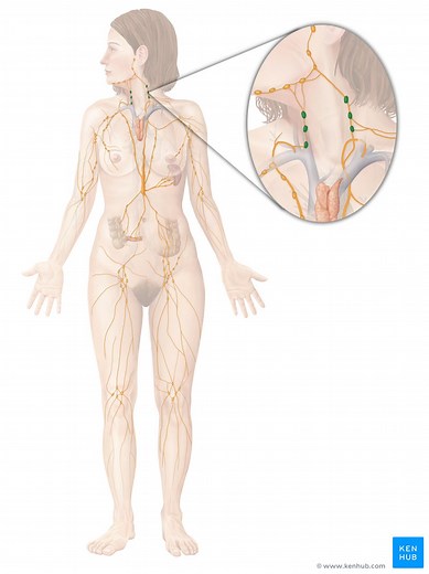 Cervical lymph nodes