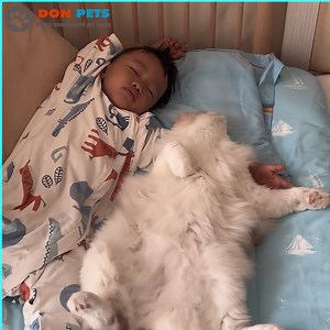 Affectionate cat has a hobby of sleeping with babies | Don Pets