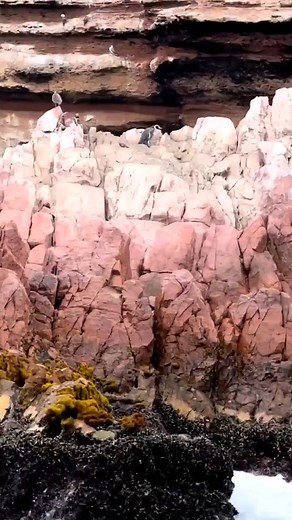 3.7K views · 54 reactions |  Islas Ballestas, Paracas  #PeruMillas #paracas #peru #travel #ica #southamerica #islasballestas #nature #travelphotography #desert #beach #photography #travelgram #trip #sea #instatravel #ocean #igersperu #photooftheday #wanderlust #landscape #travelblogger #perú #lima #visitperu #picoftheday #sunset #instagood #naturephotography #paracasnationalreserve | Perú Millas Travel | Facebook