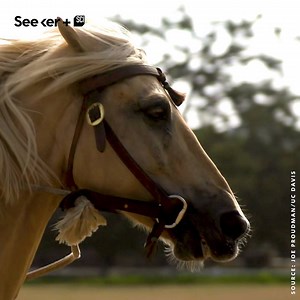 151K views · 404 reactions | A look behind the effort to save the beautiful, unique horses that have been inbreeding on an island for a century. | Seeker by The Verge | Facebook