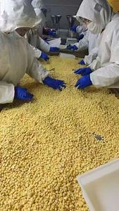 [Hot Item] Private Label Frozen Sweet Corn Kernels BRC HACCP Halal Kosher Certified Custom Packaging Available