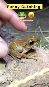 Funny frog \\ Catching tree frog hahaha 🦎🤪 #funny