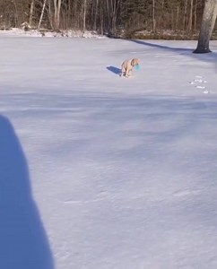 Don’t laugh… | Tony Knight - The Dog Listener