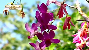 35K views · 1.1K reactions | Bhojpuri Maithili Gaana on Reels | Facebook