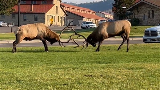 1.9K views · 18 reactions | Elk mating season, also called rut, has begun at Yellowstone National Park. Two bull elk were seen already clashing antlers in a battle of dominance. | Desert Sun | Facebook