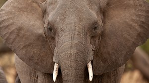 Elephant Showing Love to Pregnant Woman’s Belly Proves That Love Knows No Bounds