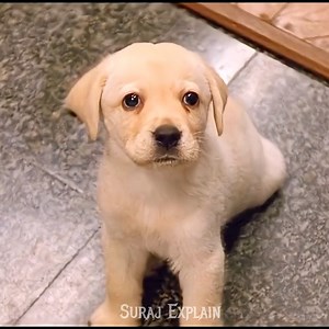 1.4M views · 26K reactions | इस आदमी ने अपने रहस्यमई डॉग को दी अच्छी शिक्षा | Suraj Explain | Facebook