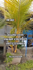 DWARF COCONUT DOUBLE STEM☘️🌱 nakatanim nasa halfdrum 🌱 🌱 MATURED 🌱 "WHAT YOU SEE IS WHAT YOU GET"🌱 📌fully Stablish 📌ready to transplant 📌stable 📌affordable and high quality variety 📌open for retailers ,WHOLESALER AND BULK ORDERS free delivery around luzon selected areas add shipping po sa visayas at mindanao cash on delivery cash on pick up please direct message or call us for faster transaction and for more details thank you PMORCALL viber or WhatsApp 09753359801 #bonsaitree #legitsel
