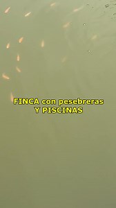 4.1K views · 44 reactions | Finca Campestre en Andalucía Valle ✅ Área: 7000 m2 ✅ Área construida: 2400 m2 ✅ Pesebrera-Piscina ✅ Casa habitable - Área recreativa Valor de la finca: $ 5.000.000.000 ☎ WhatsApp ‪‪+57 3233674262 | Roberson Olaya | Facebook