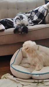 #graceyzoe #puppyplaytime #tinyteddyadventures #pocketpuppy #pocketpuppies #tinydogs #TinyTeddy #loveislove #doglover #loveyou | Tiny Teddy