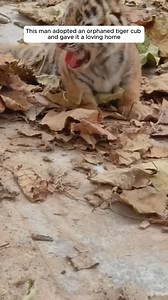 210K views · 9.2K reactions | Rescue a baby tiger | Pet World | Facebook
