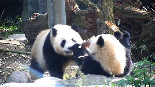 The three key elements to grabbing other panda’s bamboo are: observing the target, sounding out the target, and striking out decisively. It seems that you need more practice. (Ji Fu & Chun Yu) #HiPanda #CCRCGP Sweet memories of panda baby and mom, please check out: https://t.hk.uy/bBwP | iPanda