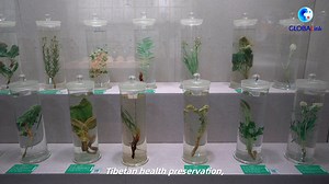 28 reactions | Explore Tibetan culture and medicine at Qinghai Tibetan Culture Museum in Xining, NW China. Housing over 70,000 artifacts, the museum enhances its collections through relic restoration, exhibition updates, and improved storage, broadening the appeal of Tibetan heritage | Cultural Buffet | Facebook