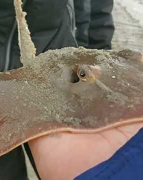Sting Ray Stinger // Holding a Stingray // The Barb that Killed Steve Irwin | Tybee Island GA