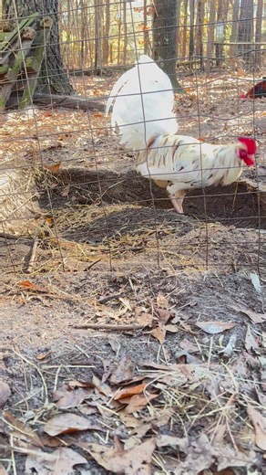 White Claret fresh cock looking good today 🔥💣 #gamefowlbreeder #gamefarm #gallos #chickens | Kenzie Gamefowl Farm