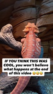 4.2K views · 399 reactions | SHOWING HIS ALPHA MENTALITY  #reptile #pokemon #beardeddragons | Reptilian Kingdom | Facebook