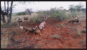 96K views · 1.1K reactions | African wild dogs  got next meal | Gavin Gordon | Facebook