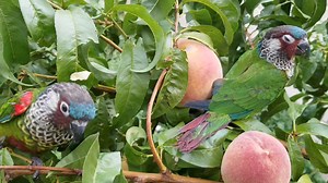 6 years ago beautiful peach tree and painted conures. We will have more peaches again this year | Columbine Aviary