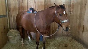 1.3K views · 30 reactions | ITCHING OR PAIN??? Horses often times...