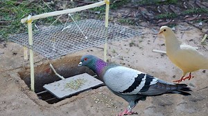 8.7K views · 91 reactions | Building Easy Hole Bird Trap - Technology bird trap | Thế giớ động vật | Facebook