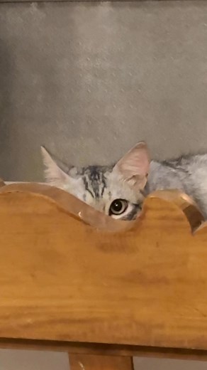 👀 #choppermiming #fbreelsfypシ゚ #fbreels #viralreelsfacebook #cat #chopper #catloversclub #catoftheday | Chopper Miming