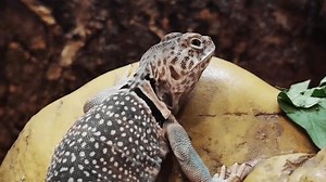 Eastern Collared Lizard Basking On Yellow Stock Footage Video (100% Royalty-free) 3968941235 | Shutterstock