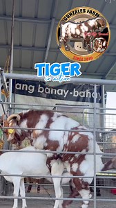 Tiger Boer Buck Stud Sire Male Goat #breeding #goatfarming #GOAT | Gonzales Farm