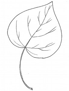 Intro to Trees of Indiana: Northern Catalpa