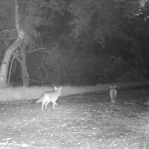 6.3K views · 176 reactions | Coyotes cruisin’ the back trails of Trabuco Canyon. They play a vital role in our local ecosystem and sometimes face scrutiny from those who are uneducated about having them around | Orange County Outdoors | Facebook