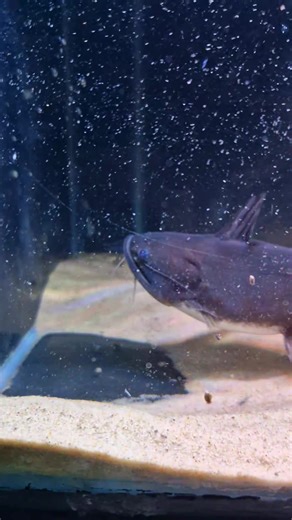 Gulper catfish enjoying a tasty prawn 😋😍🖤 | Pier Aquatics